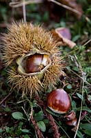 Castanea sativa - Sweet chestnut