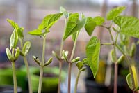 Phaseolus coccineus - Bean 'Violet' seedlings
