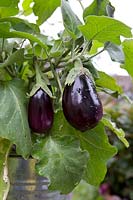 Solanum melongena - Aubergine 'Bonica'