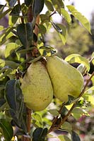 Pear 'William's Bon Chretien'