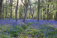Hyacinthoides non-scripta - Bluebell Wood