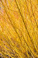 Salix alba 'Golden Ness' - White willow 'Golden Ness'
 