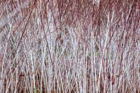 Rubus thibetanus 'Silver Fern' stems 