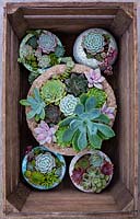 Crate planted up with various succulents.