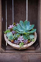 Succulents planted in bowl