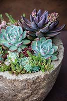 Echeveria 'Desert Harmony' and Pachyveria 'Blue Mist' in container.
