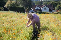 Man harvesting Calendula - Marigolds - in field. Herb Pharmacy, Eardisley, Herefordshire, UK. 
