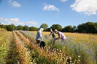 Herb farmers harvesting cornflowers in field. Herbfarmacy, Eardisley, Herefordshire, UK. 
