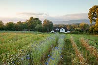 Field of mixed herbs including Cornflower, Chamomile, Calendula and Buckwheat. Herbfarmacy, Eardisley, Herefordshire, UK. 