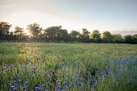 Field of mixed herbs with Cornflowers, Chamomile, Calendula and Echinacea, Herefordshire, UK