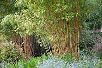Phyllostachys bambusoides 'Cashilloni'