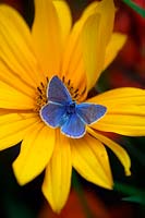 Heliopsis helianthoides var. scabra 'Venus' with Common Blue butterfly - Polyommatus icarus