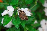 Thunbergia alata 'Susie White With Black Eye' and Pararge aegeria - Speckled Wood Butterfly