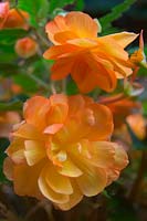 Begonia 'Illumination Apricot Shades'