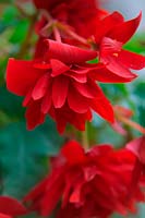 Begonia 'Illumination Scarlet'