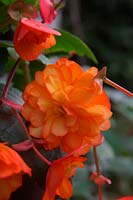 Begonia 'Illumination Apricot'