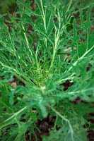Brassica oleracea 'Peacock White' - Kale
