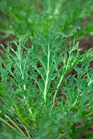 Brassica oleracea 'Peacock White' Kale