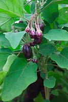 Solanum melongena - Aubergine 'Ophelia' - Eggplant