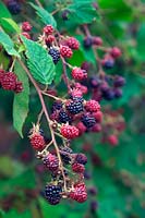 Rubus fruticosus 'Black Satin' - Blackberry 