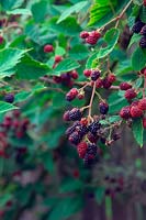 Rubus fruticosus 'Merton Thornless' - Blackberry 