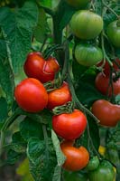 Solanum lycopersicum 'Ailsa Craig' - Tomato