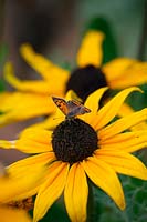 Lycaena phlaeas - Small Copper Butterfly - resting on Rudbeckia hirta 'Indian Summer'