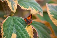 Lycaena phlaeas - Small Copper Butterfly - resting on Plectranthus argentatus 'Hill House'