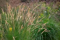 Pennisetum macrourum - African Feather Grass
