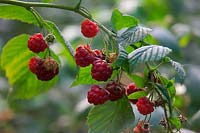Rubus idaeus 'Polka'  AGM