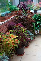 Potted Coleus, succulents and Pelargoniums in conservatory.
