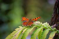 Polygonia c-album - Comma butterfly