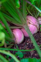 Brassica rapa var. rapa 'Tenderbell' - Turnips