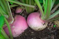 Turnips - Brassica rapa var. rapa 'Tenderbell'