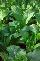 Brassica rapa Pekinensis Group - Chinese Cabbage Michihili 