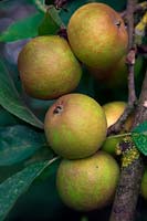 Malus domestica 'Duke of Devonshire' - Russet eating apple