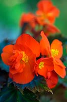 Begonia 'Nonstop Mocca Bright Orange'
