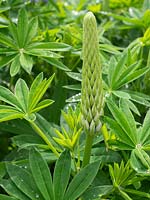 Lupinus 'The Governor' - Lupin 'The Governor' 
