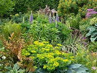 Ferns, allium, hosta, thalictrum, lily, euphorbia - Succession planting.  