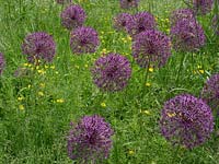 Alliums in meadow with native grasses and wild flowers.