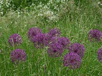 Alliums in meadow with native grasses and wild flowers.