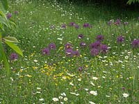 Alliums flowering in spring in a meadow setting with native grasses and wild flowers.