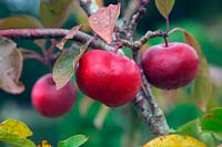 Malus domestica Redlove Era 'Lurefresh' - Apple 
