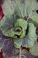 Brassica oleracea Capitata Group 'Traviata' - Cabbage 