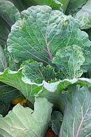 Brassica oleracea Capitata Group 'Noelle' - Cabbage 