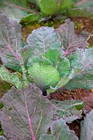 Brassica oleracea Capitata Group 'Deadon' - Cabbage  