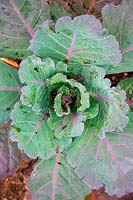 Brassica oleracea Capitata Group 'Marabel' - Cabbage