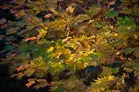 Acer shirasawanum 'Aureum' - Golden Shirasawa Maple