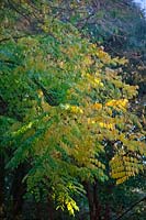 Gymnocladus dioicus - The Kentucky Coffeetree 