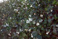 Symphoricarpos albus - Common Snowberry
